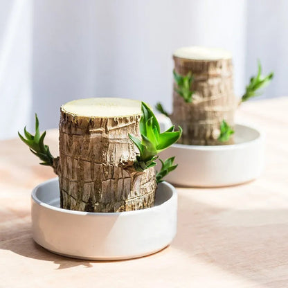 Terrarium Glücksholz – Bild 4 von 5