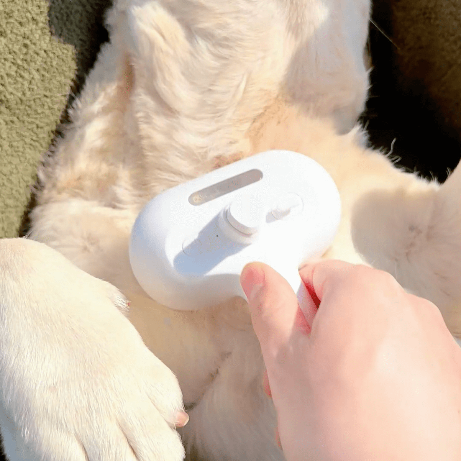 BrushPaw Dampfbürste für Hunde – Bild 6 von 7