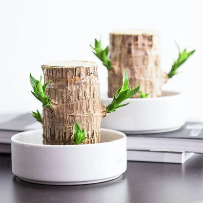 Terrarium Glücksholz – Bild 2 von 5
