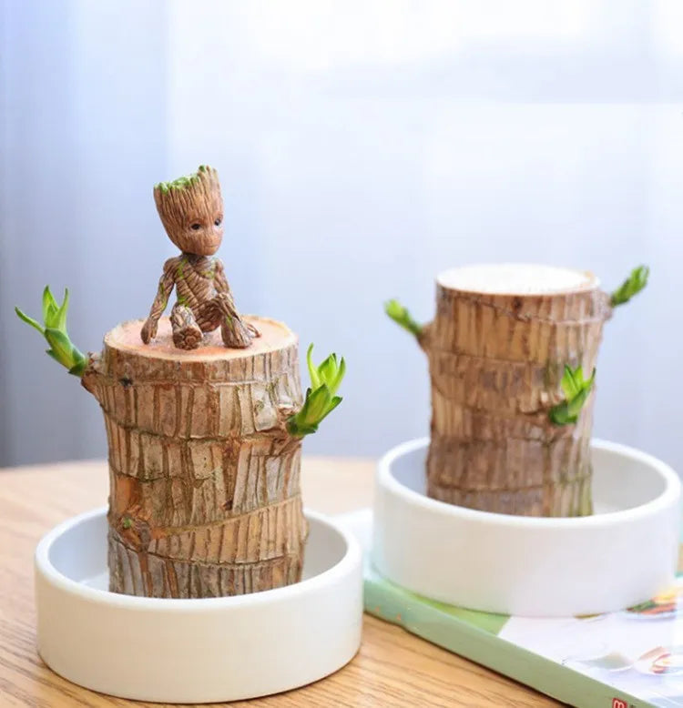 Terrarium Glücksholz – Bild 5 von 5