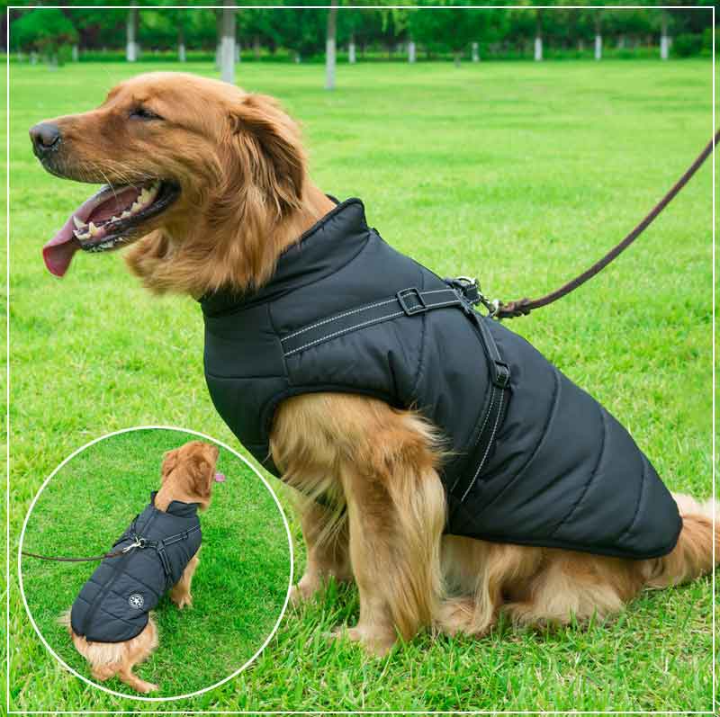 PupGuard- Winter-Hundejacke mit Geschirr – Bild 3 von 14